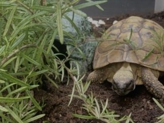 Schildkröte gefunden – Eigentümer gesucht